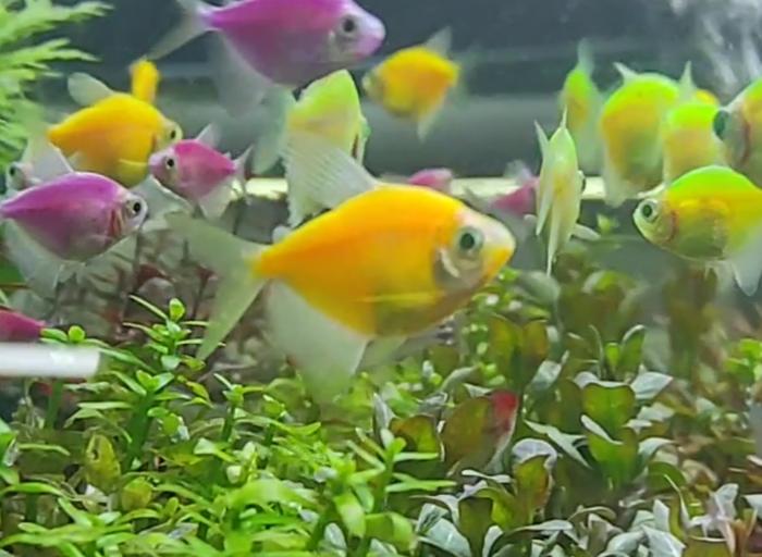 Gambar Ikan Hias GLOWFISH Tetra untuk aquarium aquascape - Kuning, S dari aquabagusreborn undefined Tokopedia