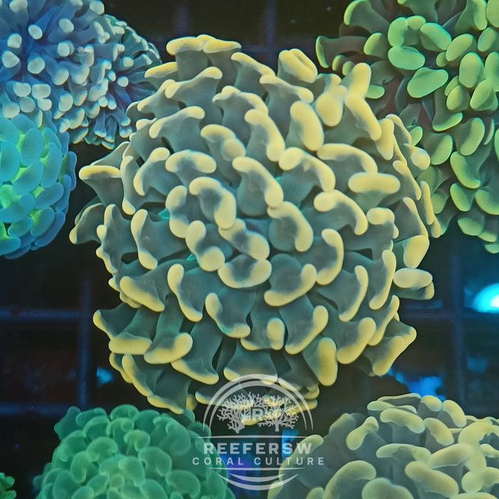 Gambar karang kuku hijau coral hammer frogspawn - gold, 1 dari REEFERSW undefined Tokopedia