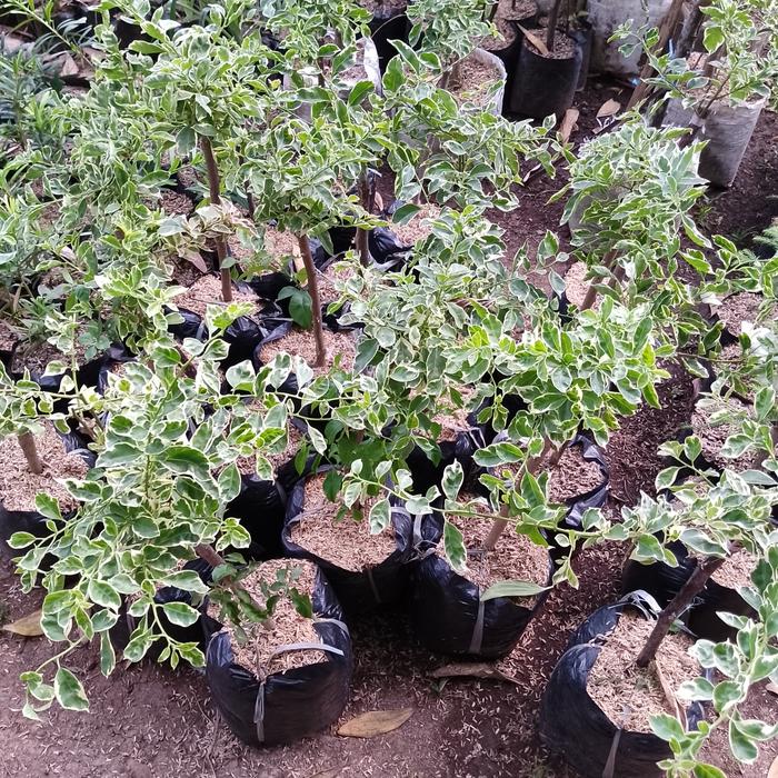 Gambar Promo!!! Tanaman hias bougenville 4 Warna , Tanaman hias hidup /tanaman hias bunga - Premium dari Garuda Landacape undefined Tokopedia