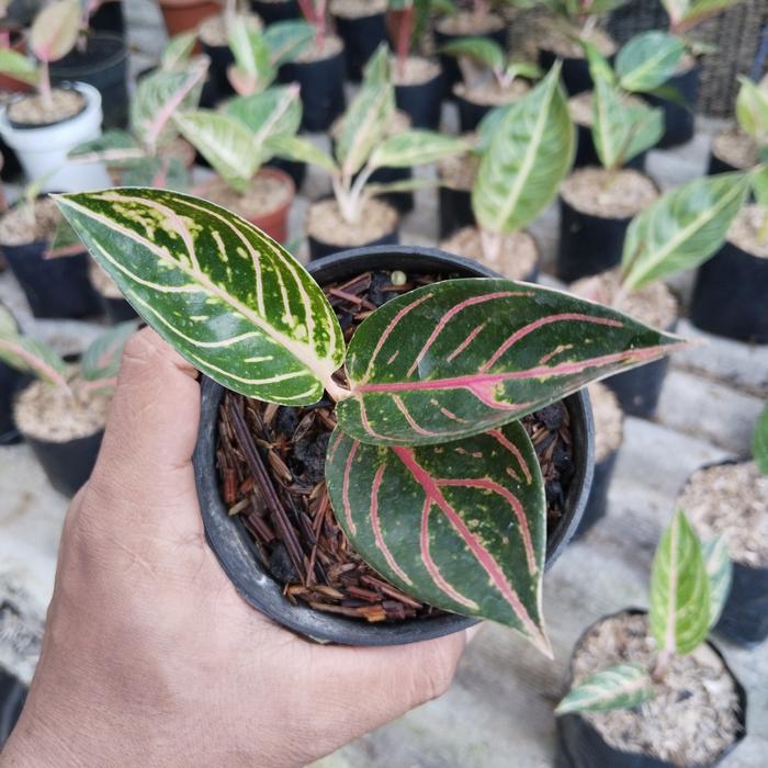 Gambar aglonema pride of sumatera dari tani kecil undefined Tokopedia