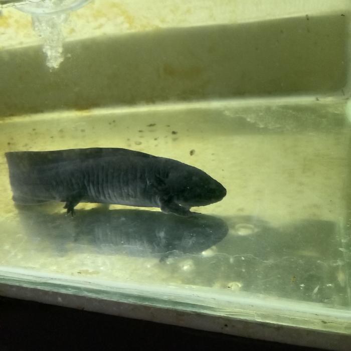 Gambar axolotl salamander - melanoid dari oceanfishstore undefined Tokopedia