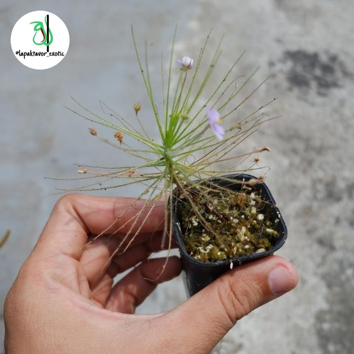 Gambar tanaman karnivora byblis liniflora - LE07 dari Lapaktavor Exotic undefined 4 Tokopedia