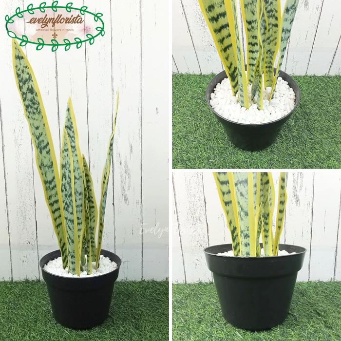 Gambar Pohon Hias Imitasi Lidah Mertua Latex Variasi Warna Pot Dasar Hitam Hiasan Balkon Aesthetic - Hijau Muda dari Evelyn Florista undefined Tokopedia