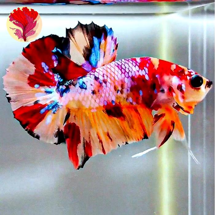 Gambar Cupang Plakat Nemo Multicolor (Real Pict) Hiasan Akuarium dari Al Huda Digital Printing &amp; Betta Shop undefined Tokopedia
