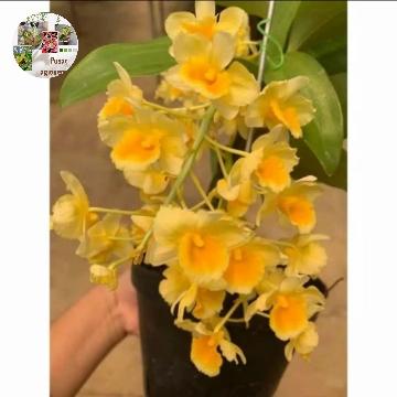Gambar anggrek dendrobium farmery dari Nabilatamanstore undefined Tokopedia