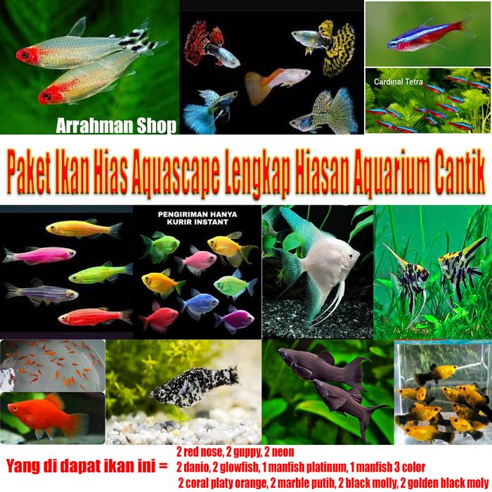 Gambar ikan hias aquascape paketan - ikan hias air tawar paket lengkap - ikan hias aquarium guppy molly neon cardinal red nose tetra ikan warna warni dari Arrahman Shop2 undefined Tokopedia