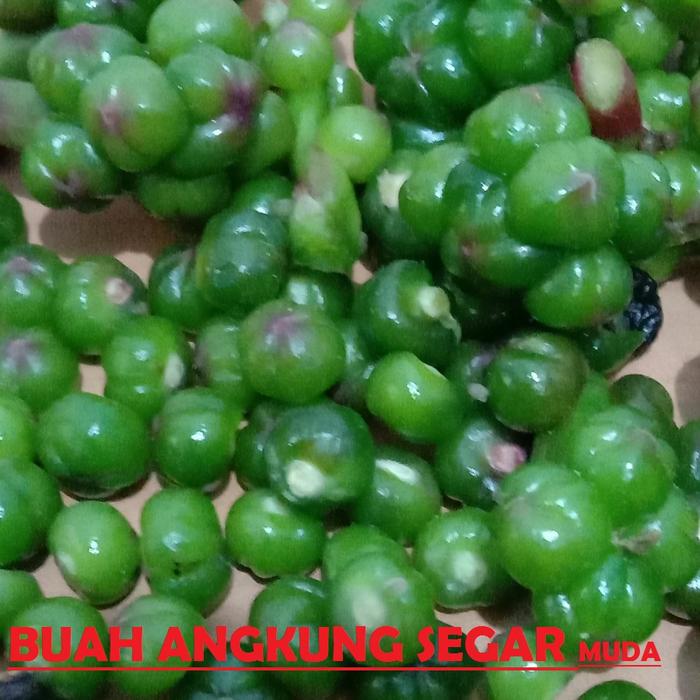 Gambar 200 Buah Angkung Herbal Alami (Basella Alba / Gendola) Segar/Kering Tua/Muda - Buah Muda Segar dari tokobmg undefined Tokopedia