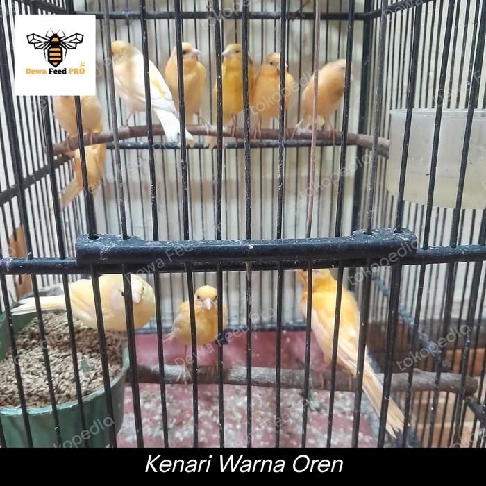 Gambar Kenari Jamin Jantan - Oren dari Dewa Feed Pet Store undefined Tokopedia