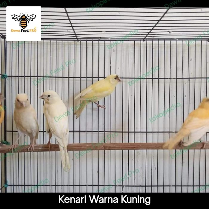 Gambar Kenari Jamin Jantan - Kuning dari Dewa Feed Pet Store undefined Tokopedia
