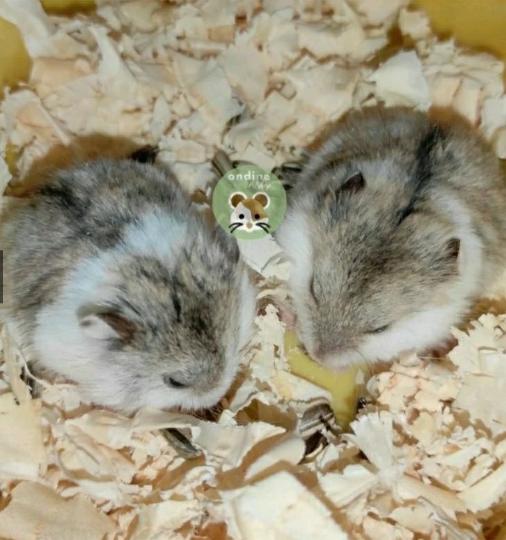 Gambar HAMSTER murah BERBAGAI JENIS  Campbell Polos Campbell Dominani Campbell Panda Sirian Winter Golden Roborovsky - campbell polos, jantan  dari toko bangmama undefined 4 Tokopedia