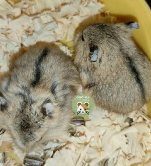 Gambar HAMSTER murah BERBAGAI JENIS  Campbell Polos Campbell Dominani Campbell Panda Sirian Winter Golden Roborovsky - campbell polos, jantan  dari toko bangmama undefined 3 Tokopedia