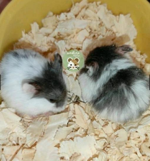 Gambar HAMSTER murah BERBAGAI JENIS  Campbell Polos Campbell Dominani Campbell Panda Sirian Winter Golden Roborovsky - campbell polos, jantan  dari toko bangmama undefined 5 Tokopedia