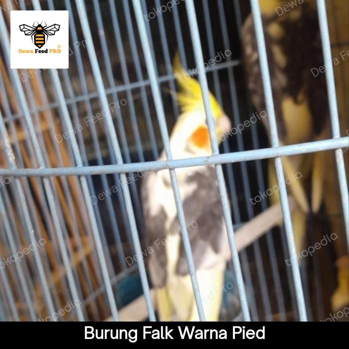 Gambar falk australia - pied dari Dewa Feed Pet Store undefined Tokopedia