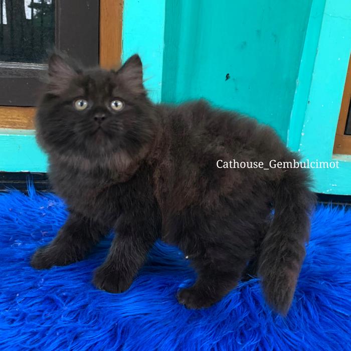 Gambar Kucing Kitten Persia Mix Mainecoon Bulu Kapas Jantan dari GembulCimot undefined Tokopedia