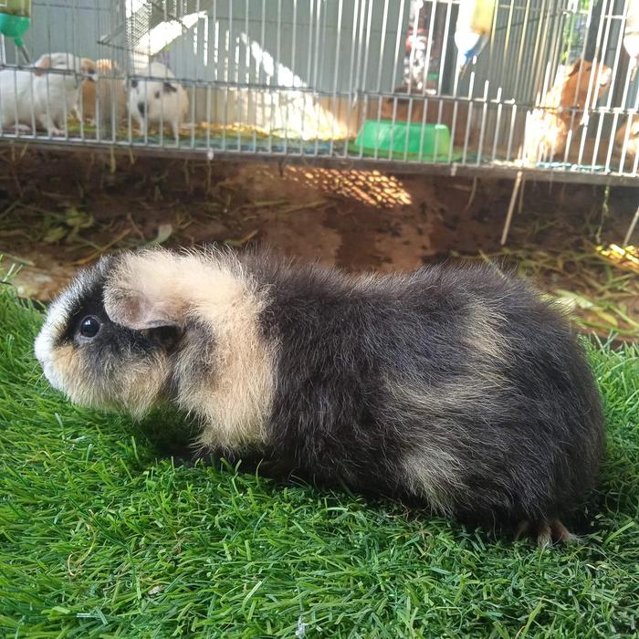 Jual guinea pig marmut hias teddy remaja, betina Bekasi
