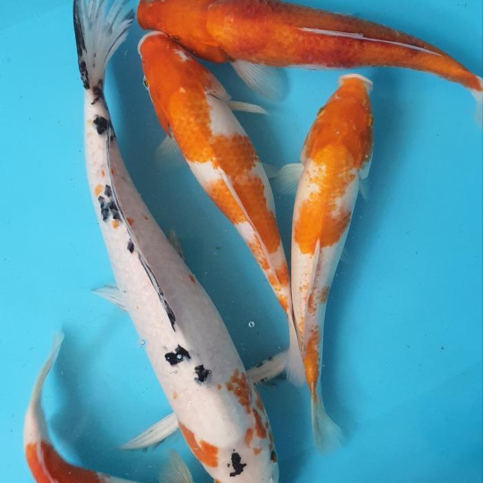 Gambar Paket Promo Ikan Koi Blitar 5 Ekor dari Planet Koi undefined Tokopedia