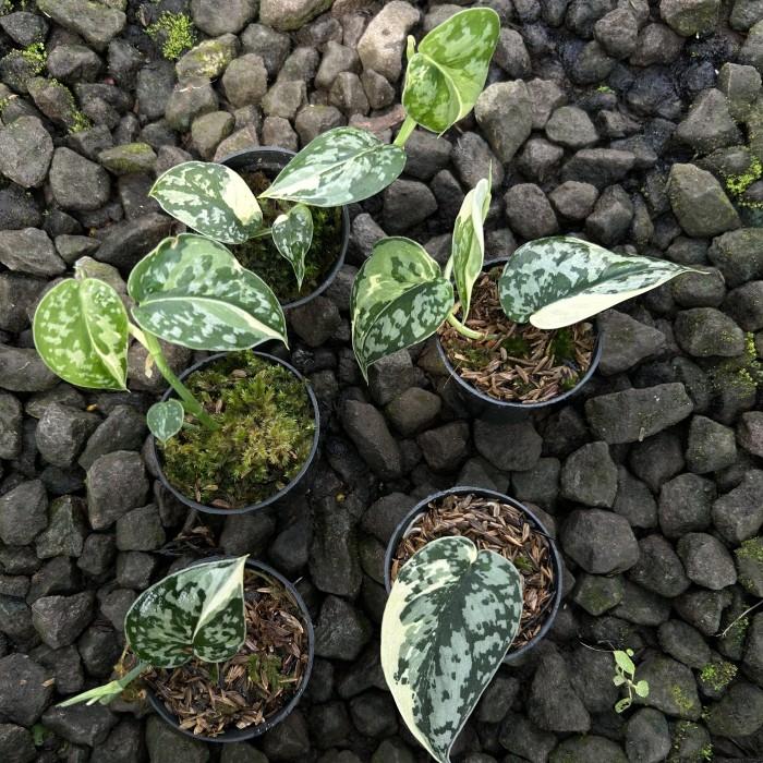 SCINDAPSUS MAYARI スキンダプサス マヤリ