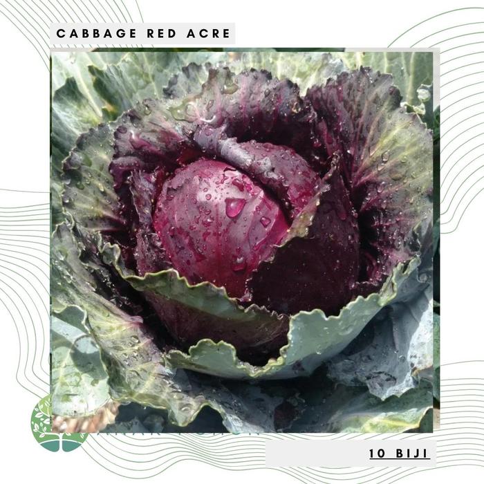 Gambar Benih / Bibit / Biji - Cabbage Red Acre / Kol Kubis Merah - IMPORT dari Anak Pohon undefined 5 Tokopedia