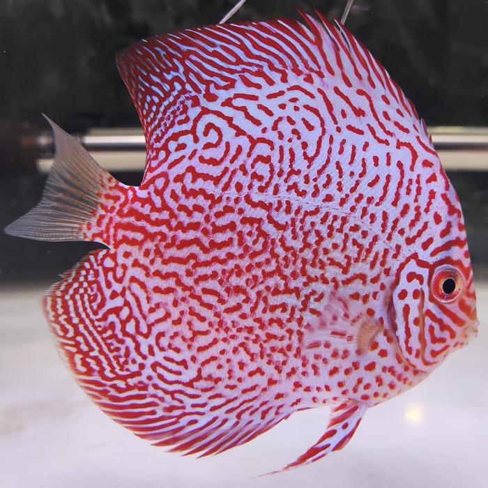 Gambar Discus SKV Super King Viper 3'5 Up dari Makelar Discus undefined Tokopedia