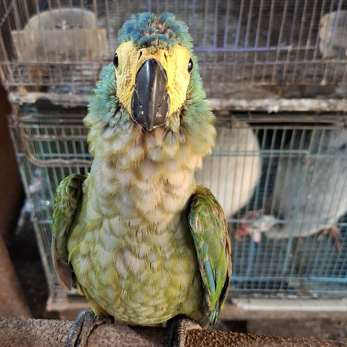 Gambar Red Billed Macaw Burung macaw dari Sutowo Farm undefined Tokopedia