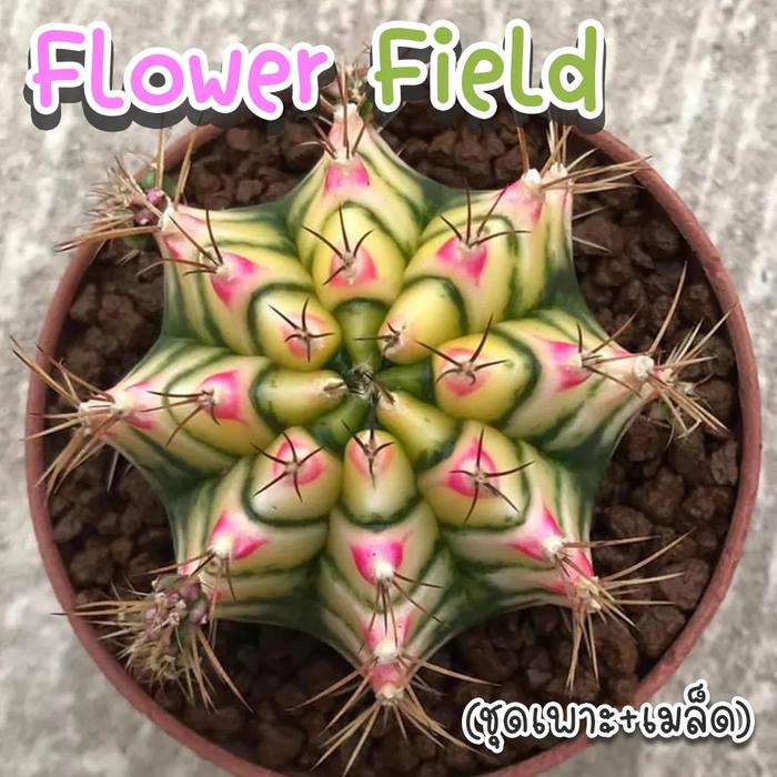 Gambar Benih Bibit Biji - Cactus Gymnocalycium Hybrid Thailand Kaktus Langka Sultan Rare Seeds - Tersedia 41 Varian Jenis - ORIGINAL IMPORT THAILAND - DayDream dari Anak Pohon undefined 5 Tokopedia