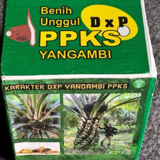 Gambar biji kecambah sawit PPKS yangambi dari khairul tunas jaya undefined Tokopedia