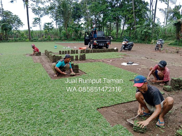Gambar Jual Rumput Gajah Mini Sragen Termurah dari rumput gajah mini 10rb undefined Tokopedia