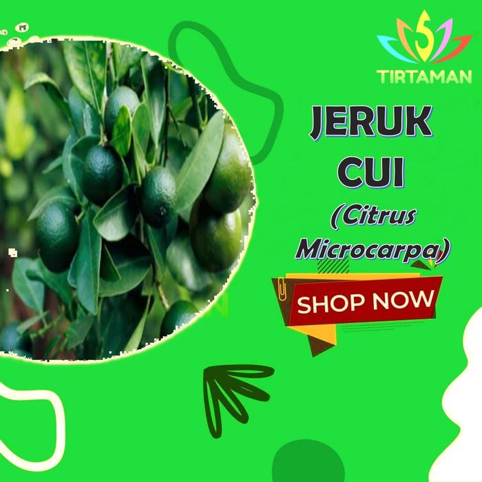 Gambar pohon jeruk cui / jeruk cui sudah berbuah / pohon jeruk lemon buah / pohon berbuah dari TIRTAMAN undefined Tokopedia