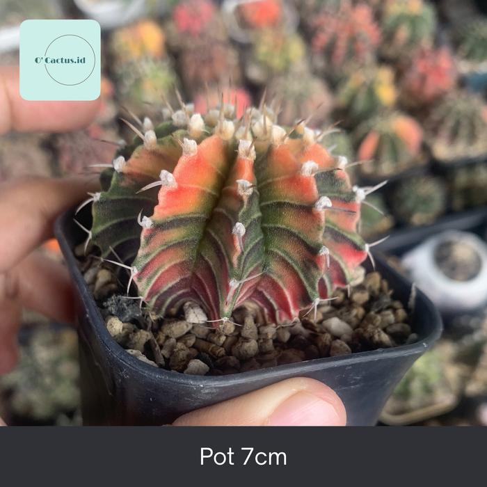 No.18(親)（ピンキーパィー) Gymnocalycium （Cactus and Succulent 