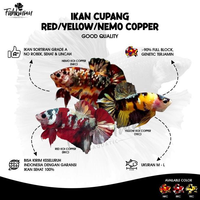 Gambar READY KODE 0846 IKAN CUPANG PLAKAT NEMO COPPER / RED KOI COPPER / YELLOW KOI COPPER ORIGINAL - Nemo Koi Copper dari Alpawmart undefined Tokopedia