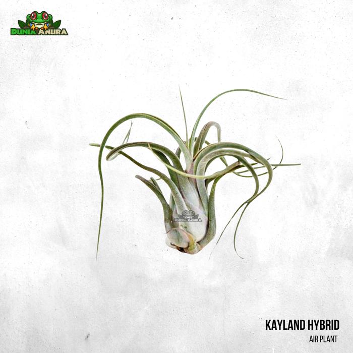 Gambar Tanaman Vivarium Tillandsia - Air plant - Kaylan Hybrid dari Dunia Anura 99 undefined Tokopedia