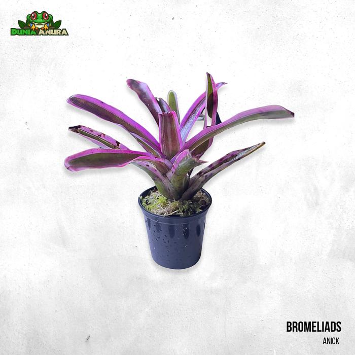 Gambar Tanaman Vivarium Bromelia/Neogerelia - Anick dari Dunia Anura 99 undefined Tokopedia