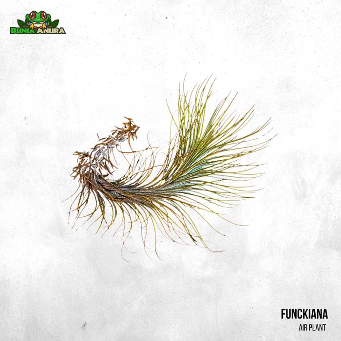 Gambar Tanaman Vivarium Tillandsia - Air plant - Funckiana dari Dunia Anura 99 undefined Tokopedia