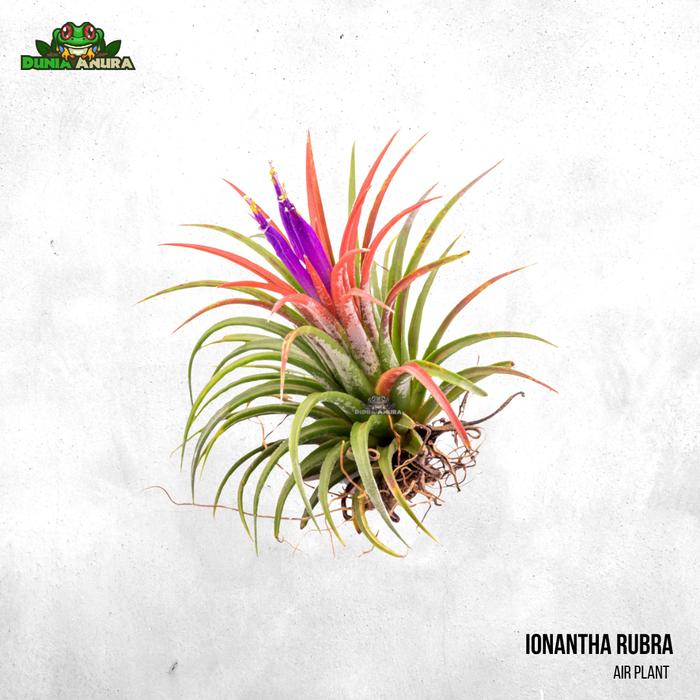 Gambar Tanaman Vivarium Tillandsia - Air plant - Ionantha Rubra dari Dunia Anura 99 undefined Tokopedia