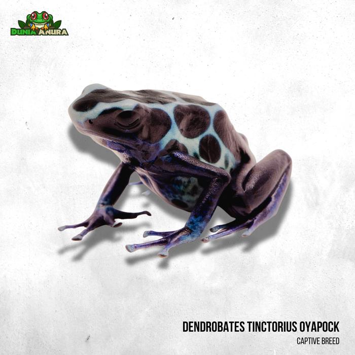 Gambar Katak hias dart frog Dendrobates tinctorius oyapock dari Dunia Anura 99 undefined Tokopedia
