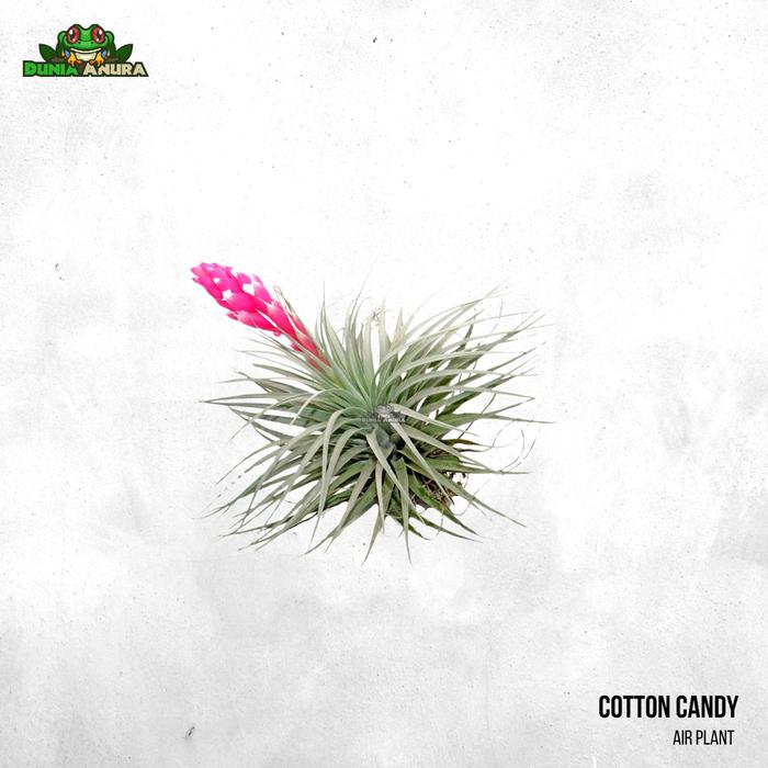 Gambar Tanaman Vivarium Tillandsia - Air plant - Cotton Candy dari Dunia Anura 99 undefined Tokopedia