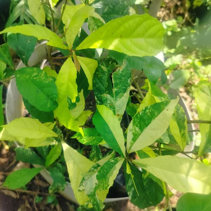 Gambar Tanaman hias Variegata bagus cantik uniq langka dari mayongraya bonsai undefined Tokopedia