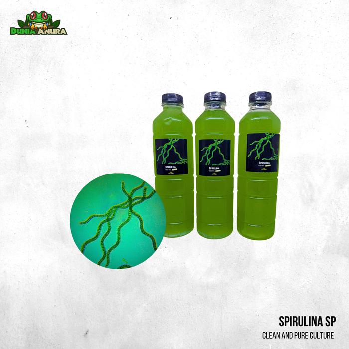 Gambar Kultur phytoplankton air laut  makanan alami zooplankton dan koral laut 500 ML - Spirulina dari Dunia Anura 99 undefined Tokopedia