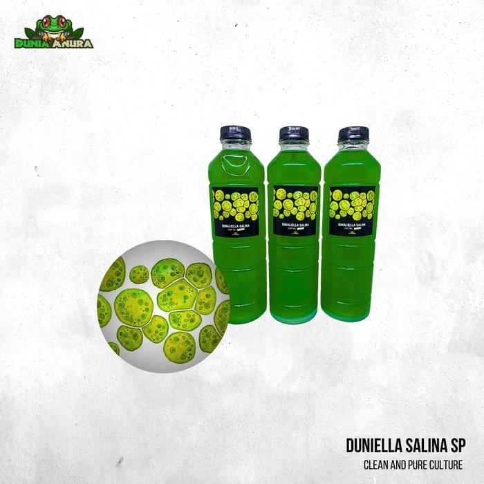 Gambar Kultur phytoplankton air laut  makanan alami zooplankton dan koral laut 500 ML - Dunaliella.S dari Dunia Anura 99 undefined Tokopedia