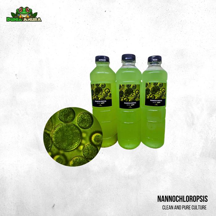 Gambar Kultur phytoplankton air laut  makanan alami zooplankton dan koral laut 500 ML - Nannochloropsis dari Dunia Anura 99 undefined Tokopedia