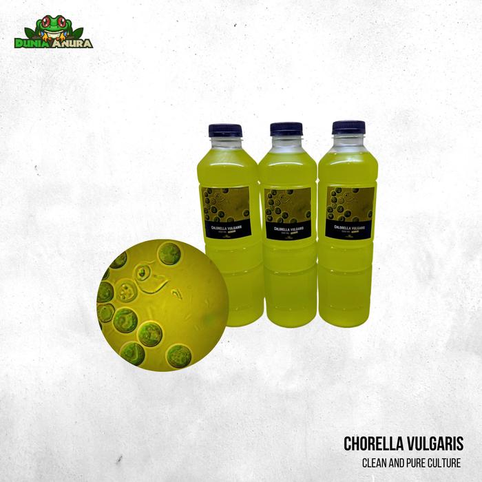 Gambar Kultur phytoplankton air laut  makanan alami zooplankton dan koral laut 500 ML - Cholera V dari Dunia Anura 99 undefined Tokopedia