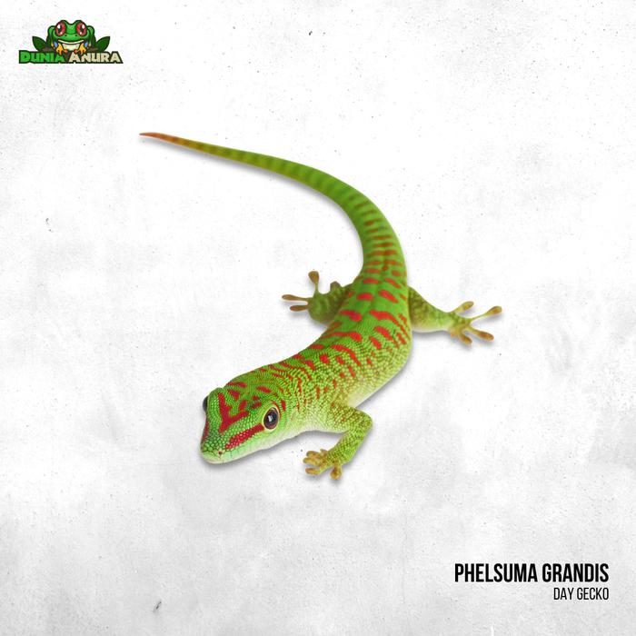 Gambar Madagaskar Giant Day Gecko dari Dunia Anura 99 undefined Tokopedia