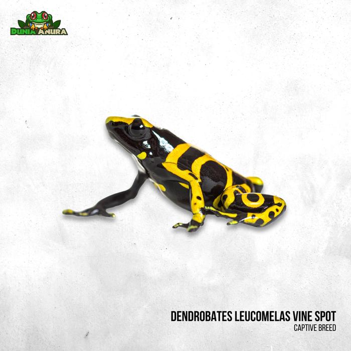 Gambar Dendrobates leucomelas "vine spot" dari Dunia Anura 99 undefined Tokopedia