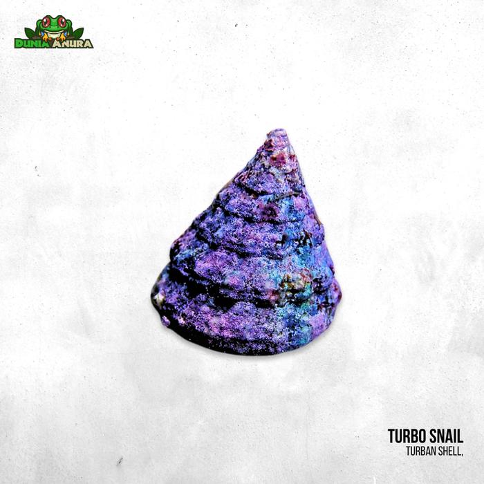 Gambar Keong laut hidup turbo (Pembersih alga) - Astraea  dari Dunia Anura 99 undefined Tokopedia