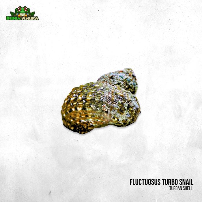 Gambar Keong laut hidup turbo (Pembersih alga) - Fluctuosus dari Dunia Anura 99 undefined Tokopedia