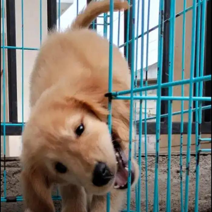 Gambar Golden Retriever Puppies Jktt dari Salatiga Petshop2 undefined Tokopedia