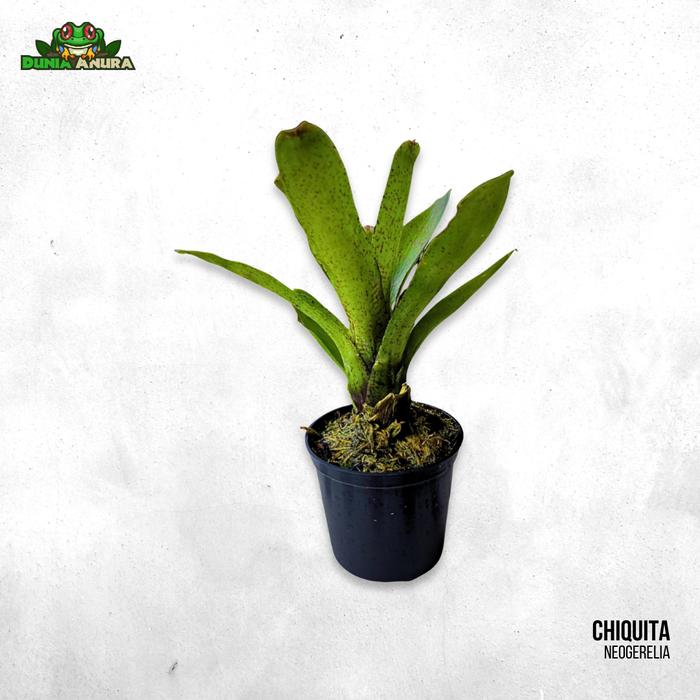 Gambar Tanaman Vivarium Bromelia/Neogerelia - Chiquita dari Dunia Anura 99 undefined Tokopedia