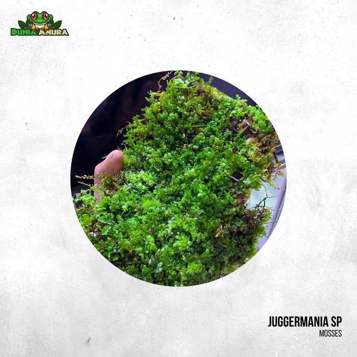 Gambar Forrest moss Juggermania SP dari Dunia Anura 99 undefined Tokopedia