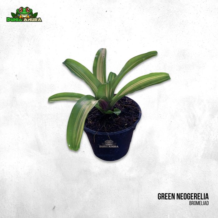 Gambar Tanaman Vivarium Bromelia/Neogerelia - Garis dari Dunia Anura 99 undefined Tokopedia