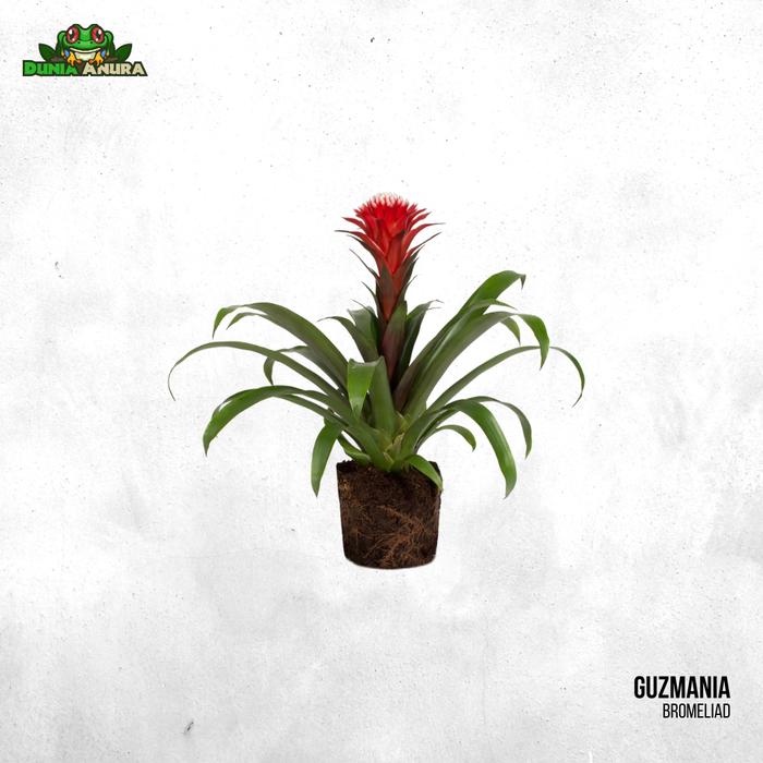 Gambar Tanaman Vivarium Bromelia/Neogerelia - Guzmania dari Dunia Anura 99 undefined Tokopedia